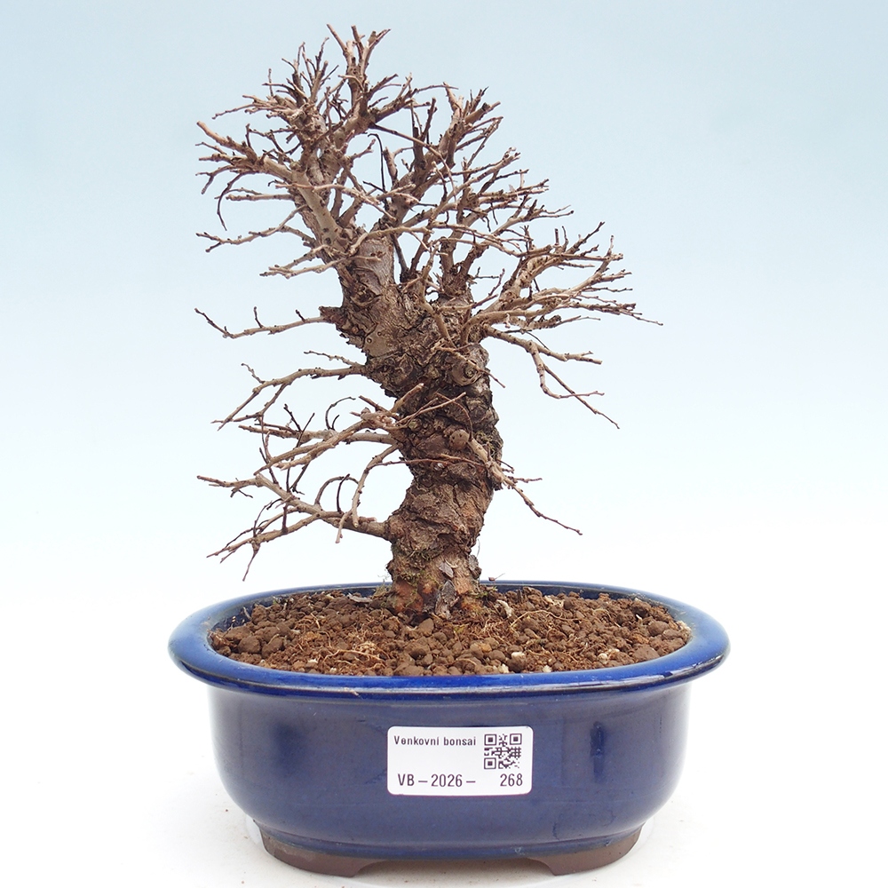 Bonsai für draußen - Zelkova - Zelkova NIRE