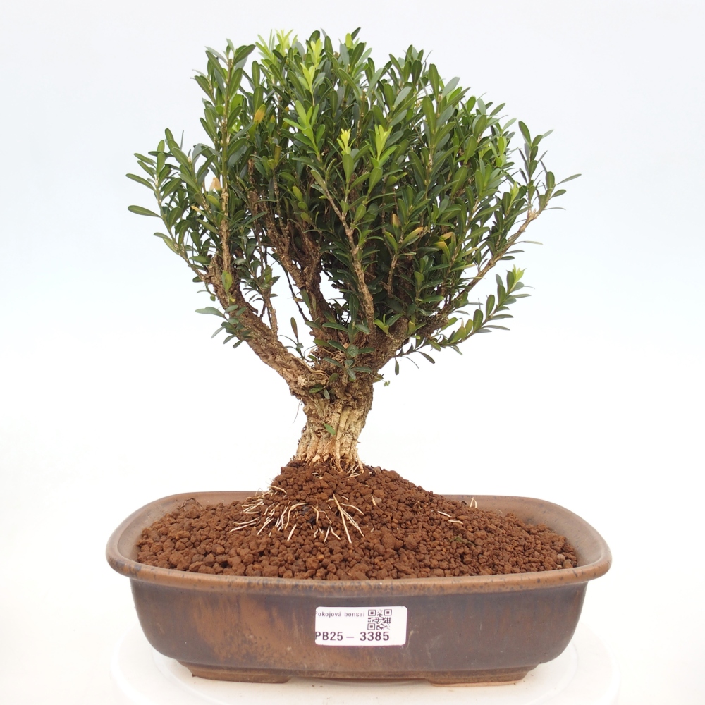 Zimmer Bonsai - Buxus harlandii - Korkbuxus