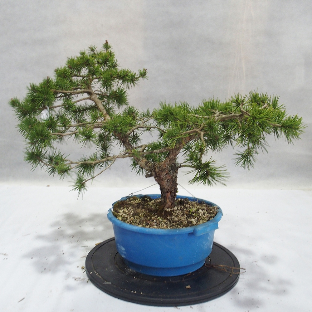 Yamadori - Pinus sylvestris 