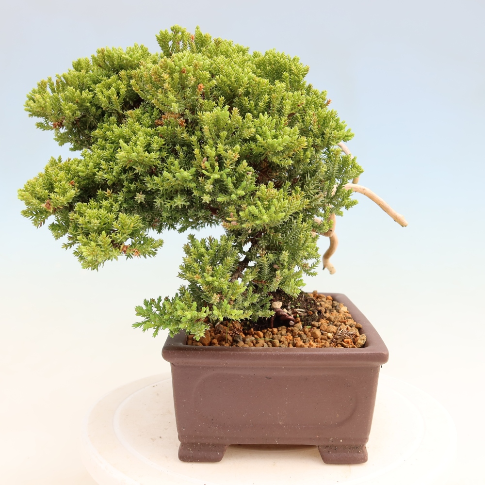 Bonsai für draußen - Juniperus procumbens - Juniperus procumbens