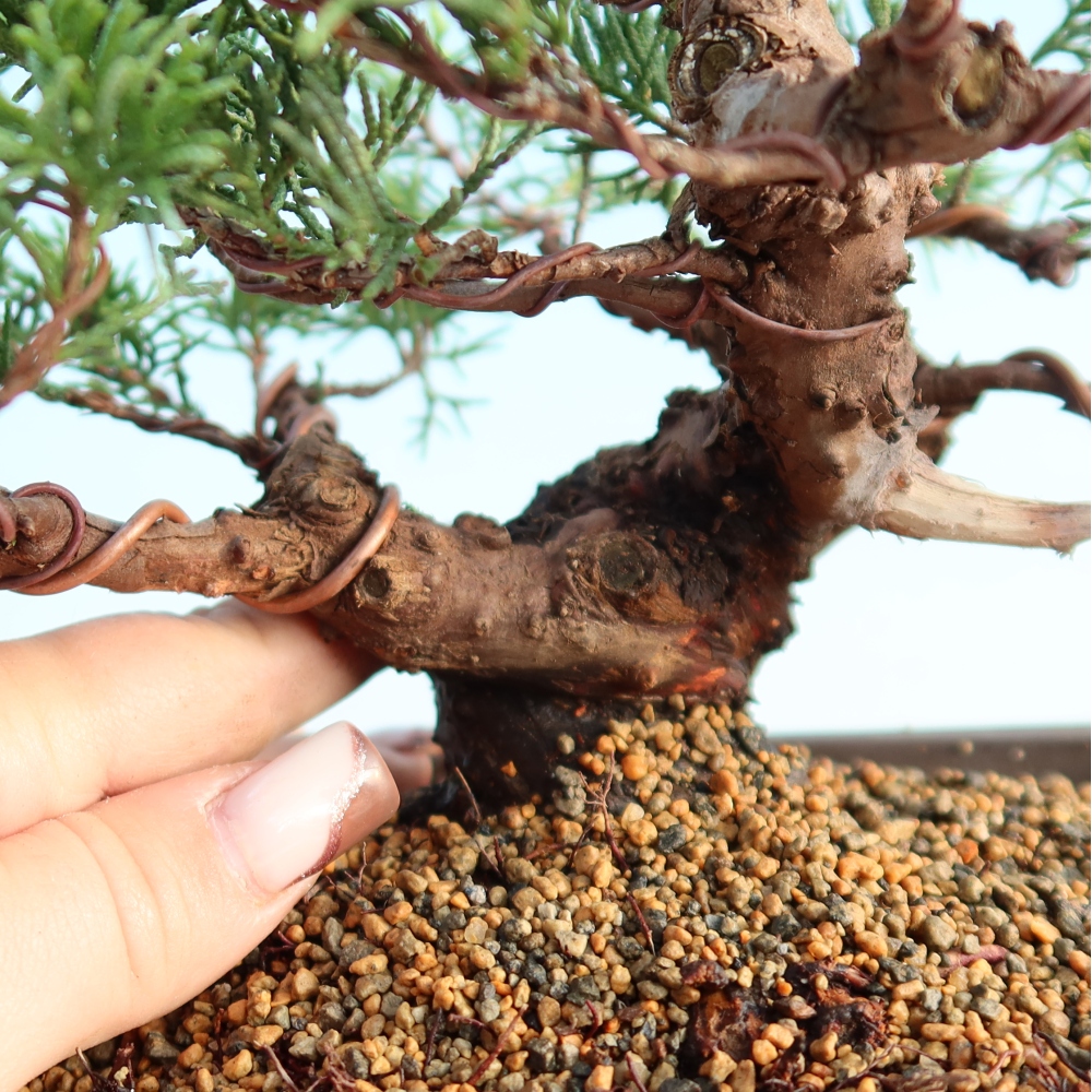 Outdoor bonsai - Juniperus chinensis Itoigawa - Chinese juniper