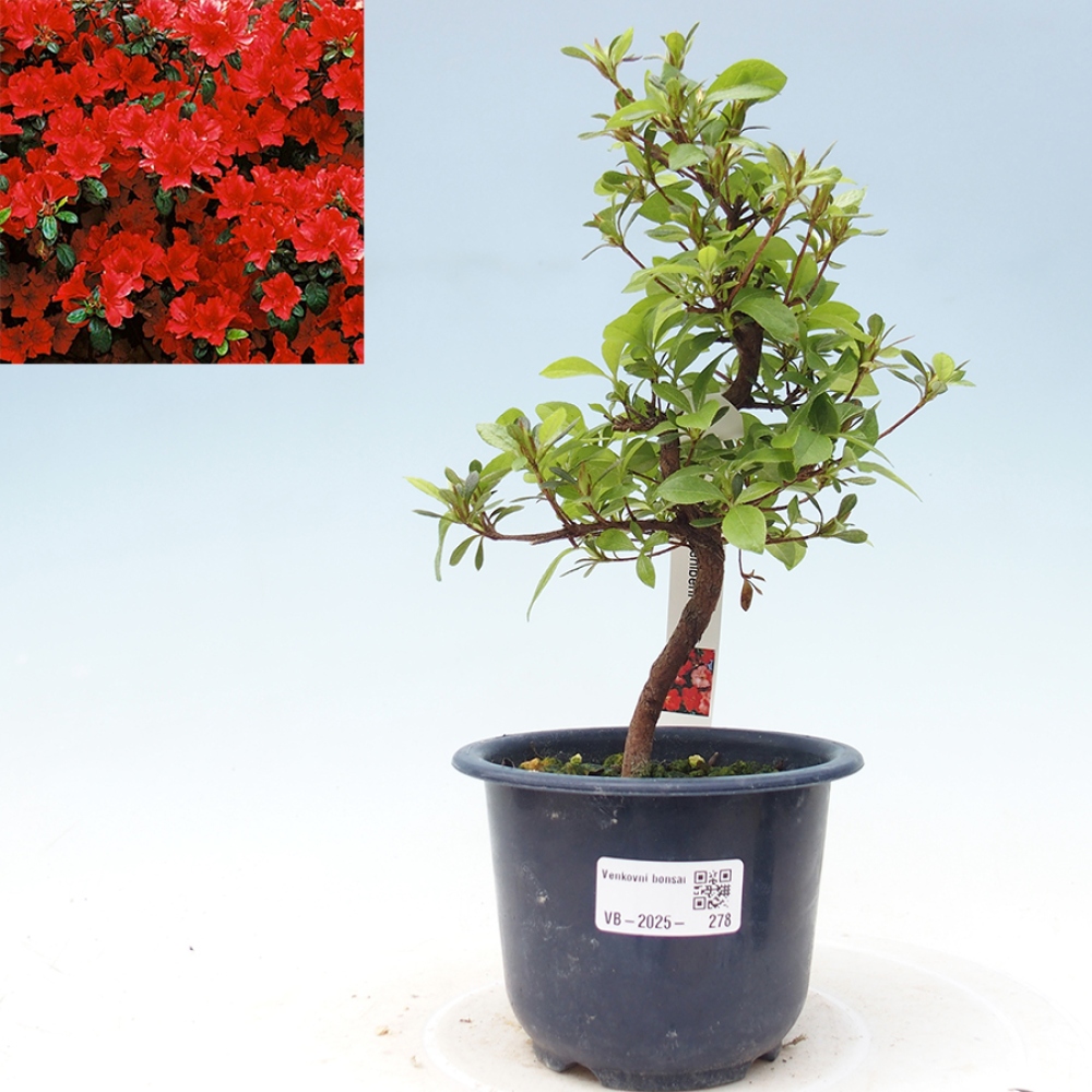 Bonsai im Freien - Japanische Azalee - Azalea Benibeni