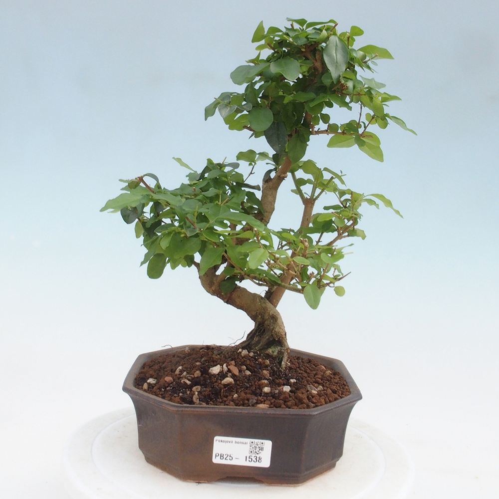 Indoor Bonsai -Ligustrum chinensis - Vogelschnabel