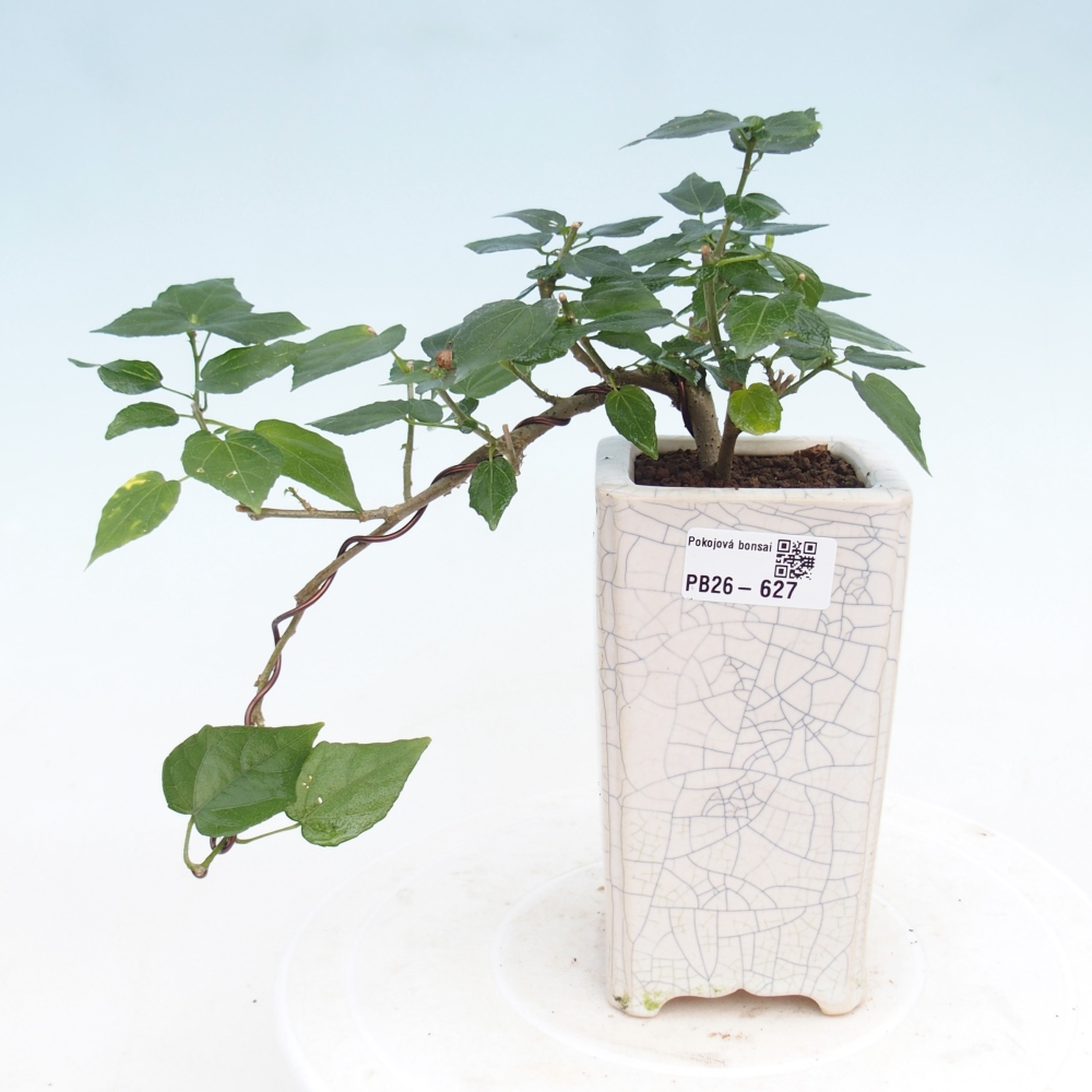 Zimmerbonsai - Malvaviscus arboreus