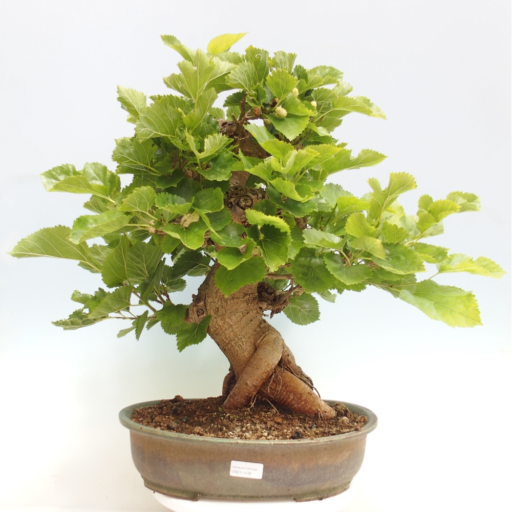 Bonsai im Freien - Morus alba - Maulbeere