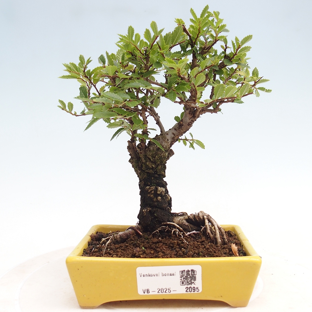 Bonsai im Freien - Zelkova - Zelkova NIRE