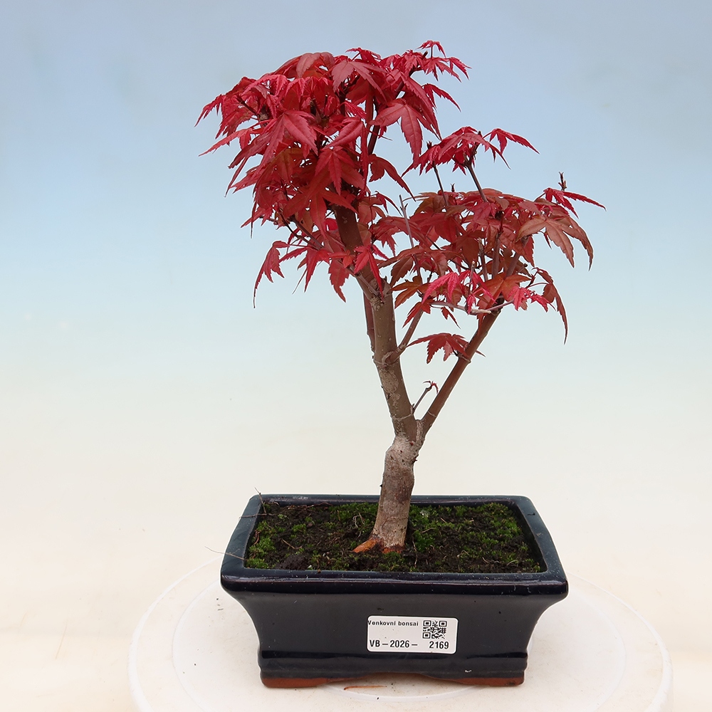 Bonsai für draußen - Acer palmatum DESHOJO