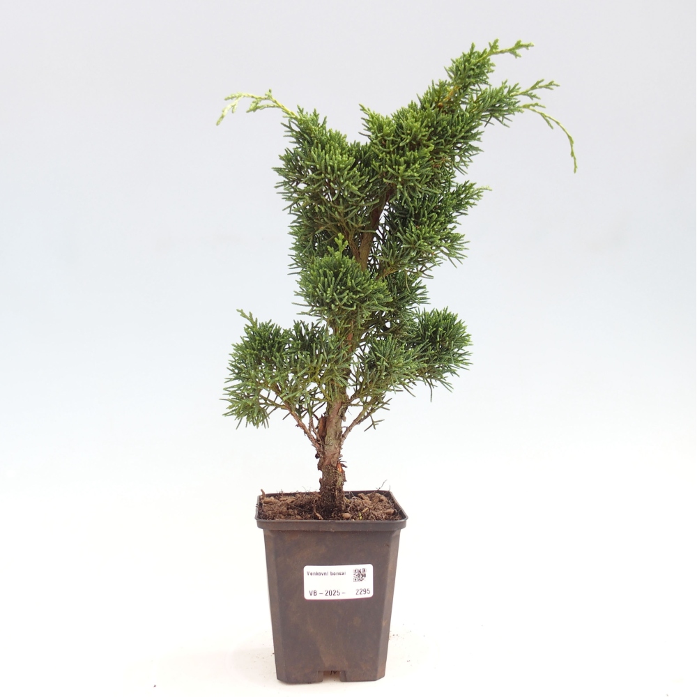 Outdoor-Bonsai - Juniperus chinensis Kishu - Chinesischer Wacholder