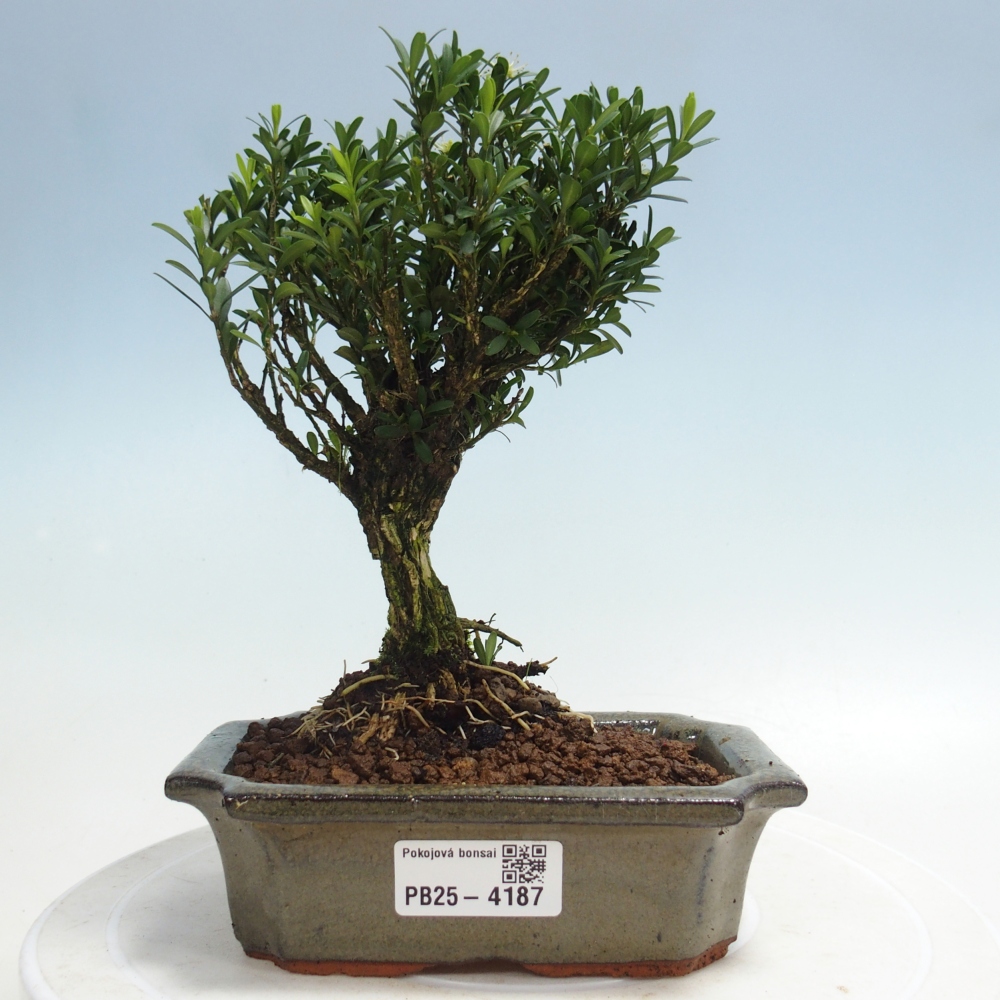 Zimmer Bonsai - Buxus harlandii - Korkbuxus