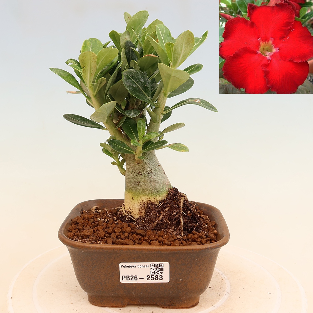 Zimmerbonsai – Adenium obesum „Red Star“ – Wüstenrose