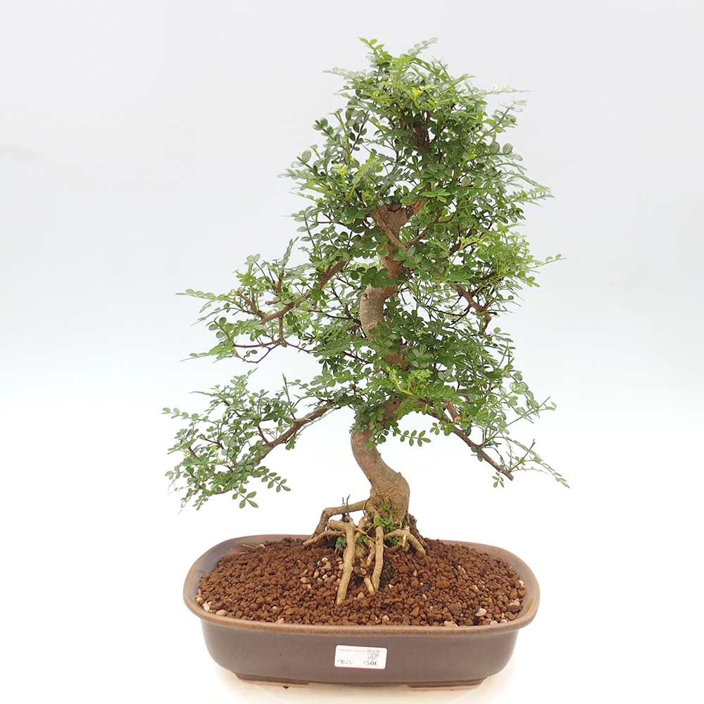 Zimmerbonsai - Zantoxylum piperitum - Pfefferminze