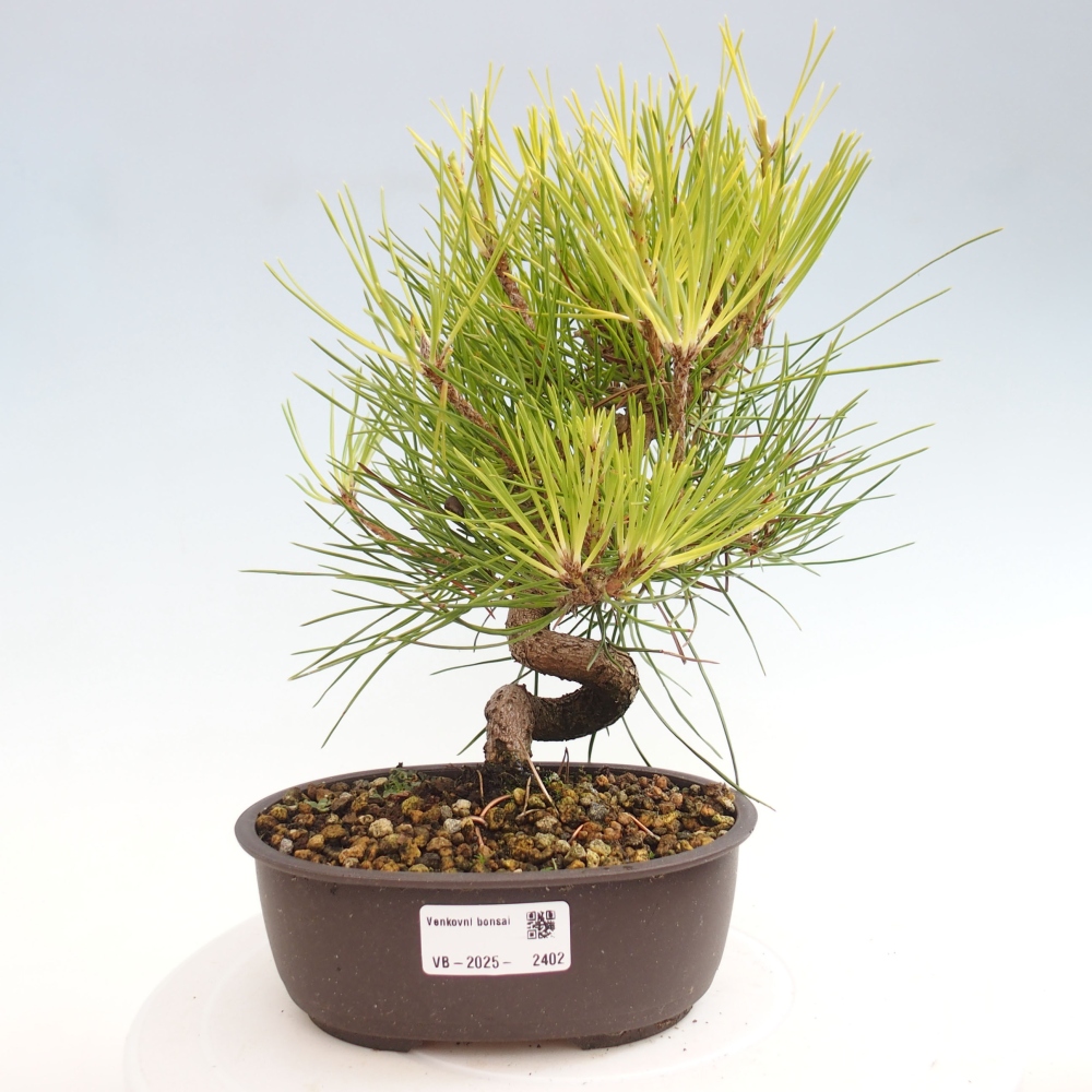 Bonsai im Freien - Pinus thunbergii - Thunbergia-Kiefer