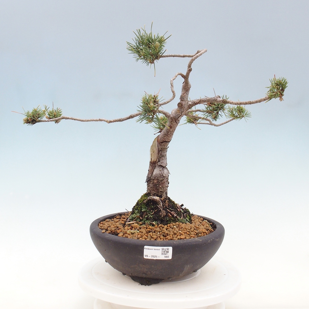 Bonsai im Freien - Pinus Sylvestris - Waldkiefer