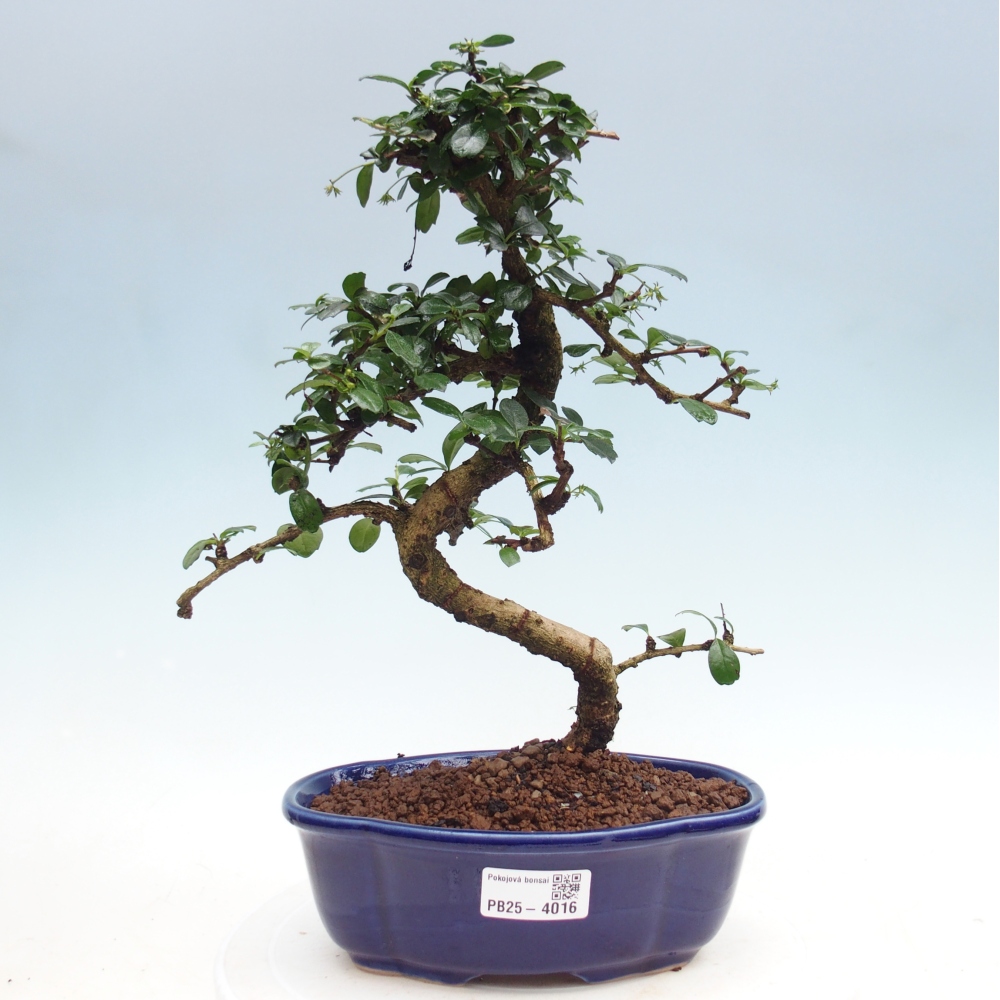 Zimmer-Bonsai - Carmona macrophylla - Tee-Fuki
