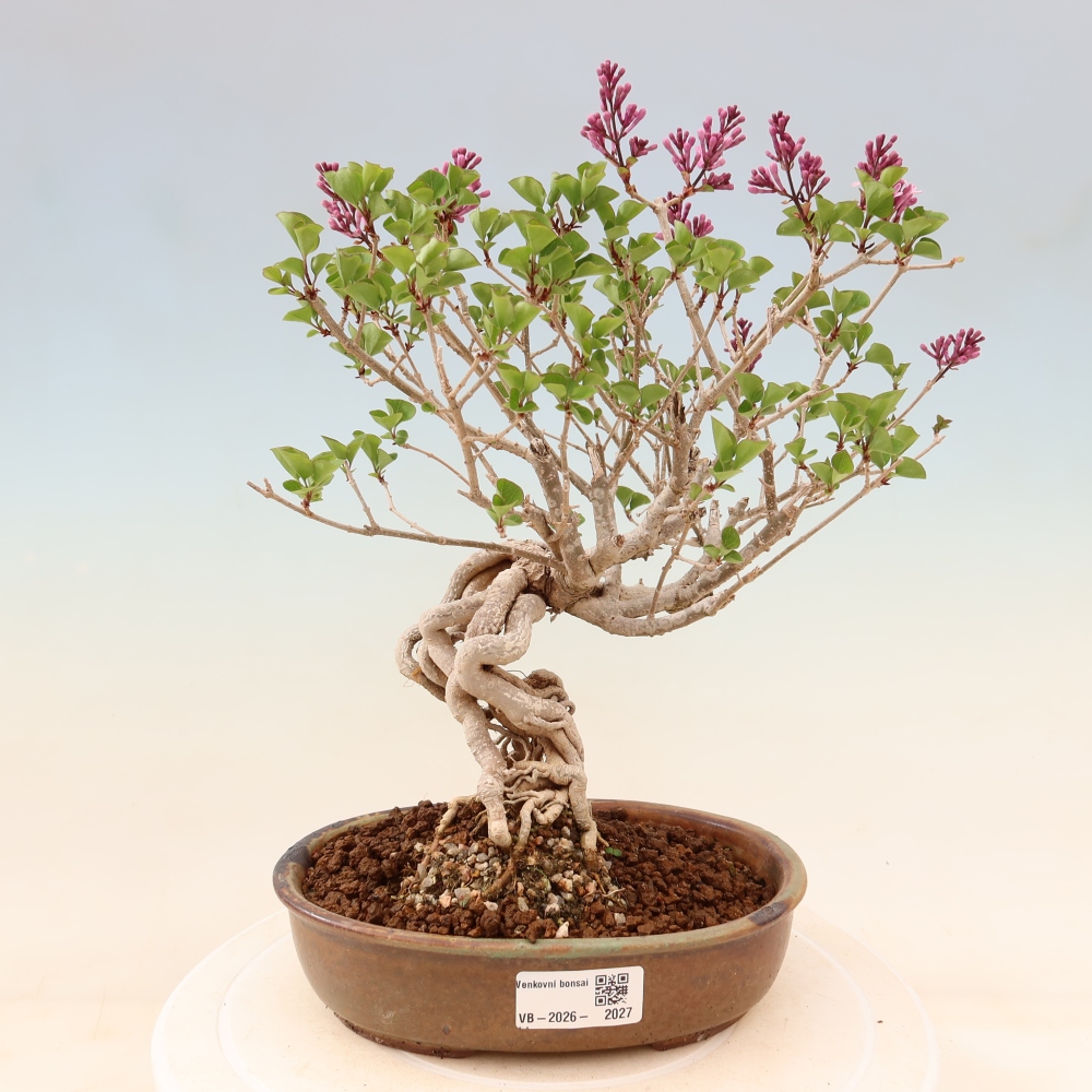 Bonsai für draußen - Syringa microphylla - Kleinblütiger Flieder