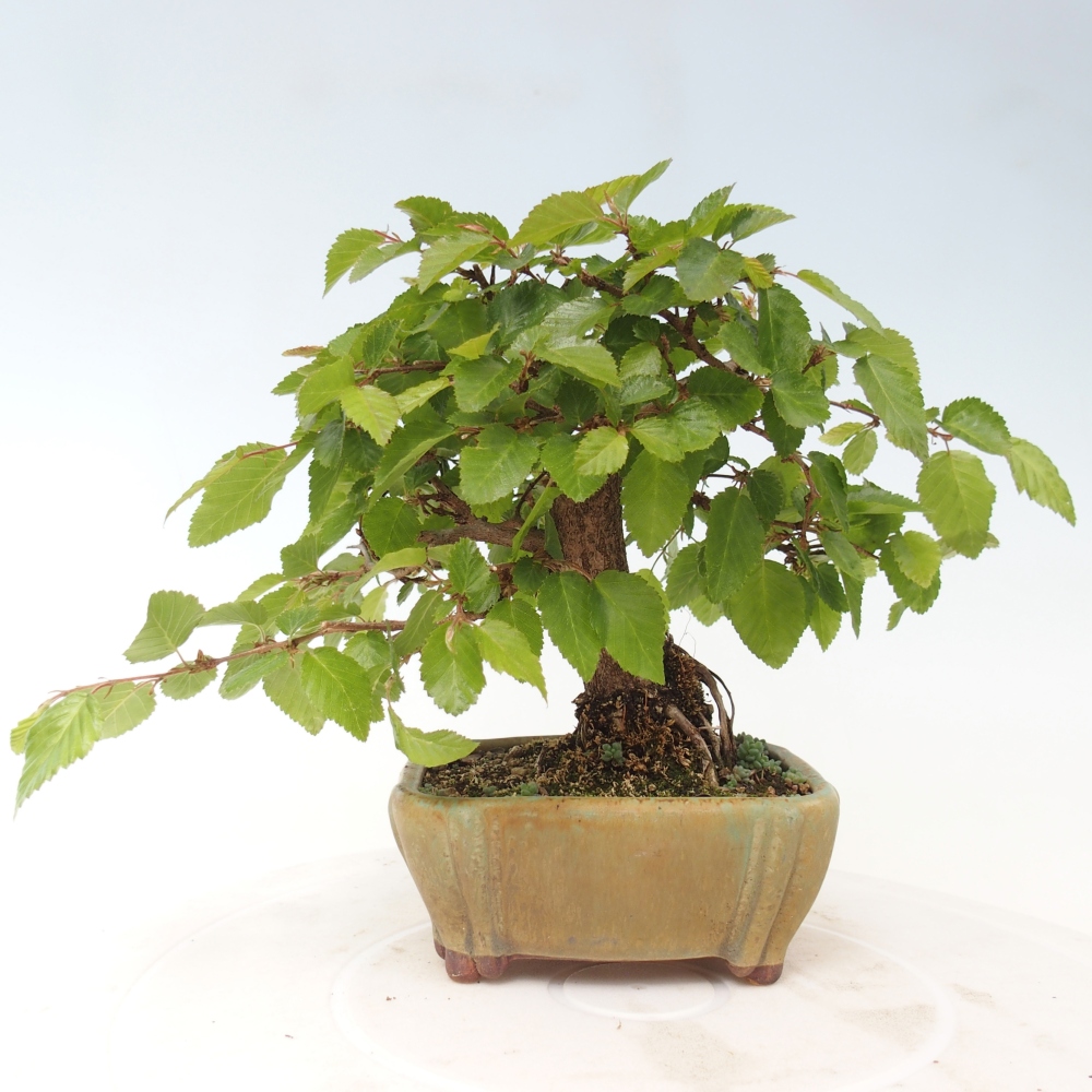 Bonsai für draußen -Carpinus CARPINOIDES - Koreanische Hainbuche