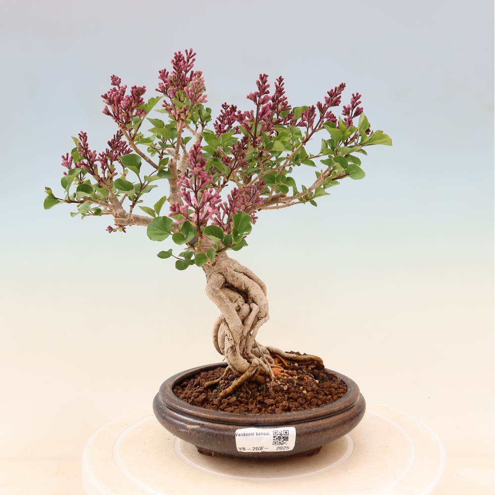 Bonsai für draußen - Syringa microphylla - Kleinblütiger Flieder