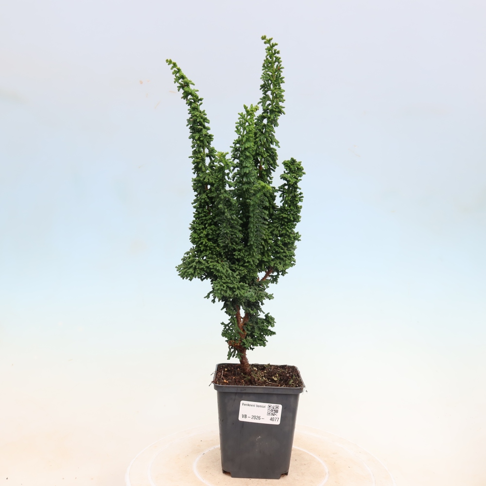 Bonsai für draußen - Cham. obtusa SEKKA HINOKI - Zypresse