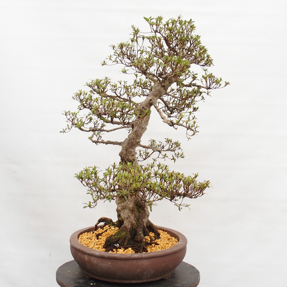 Bonsai im Freien - Japanische Azalee - Azalea Satsuki