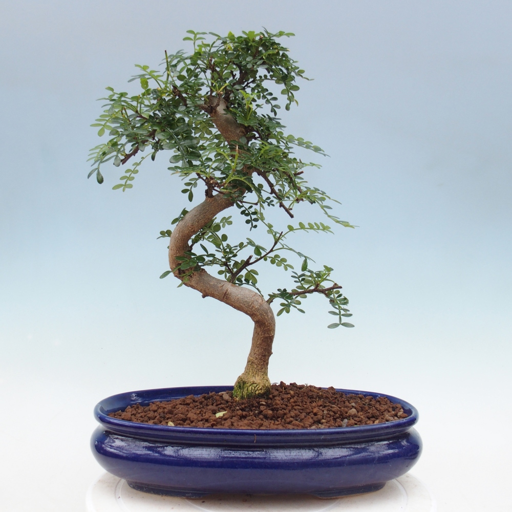 Zimmer Bonsai - Zantoxylum piperitum - Pfefferbaum