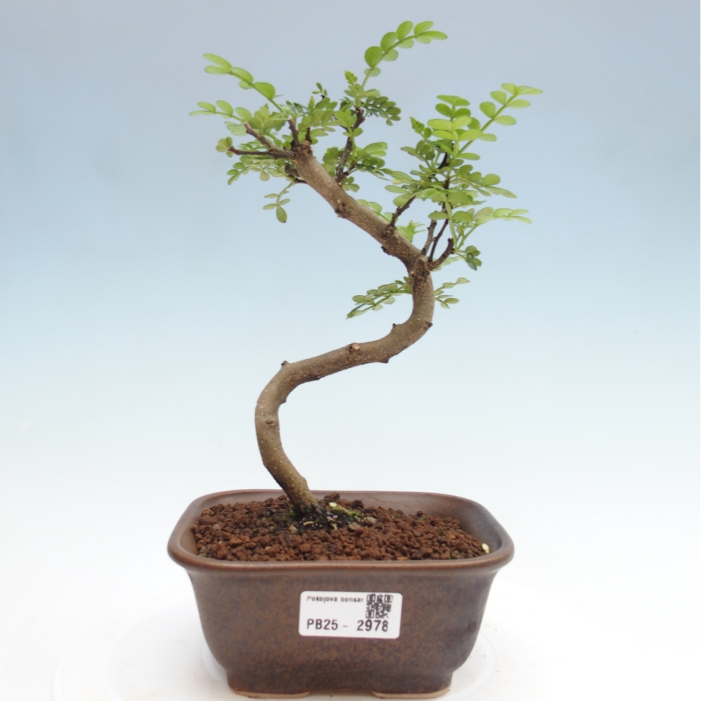 Zimmerbonsai - Zantoxylum piperitum - Pfefferminze