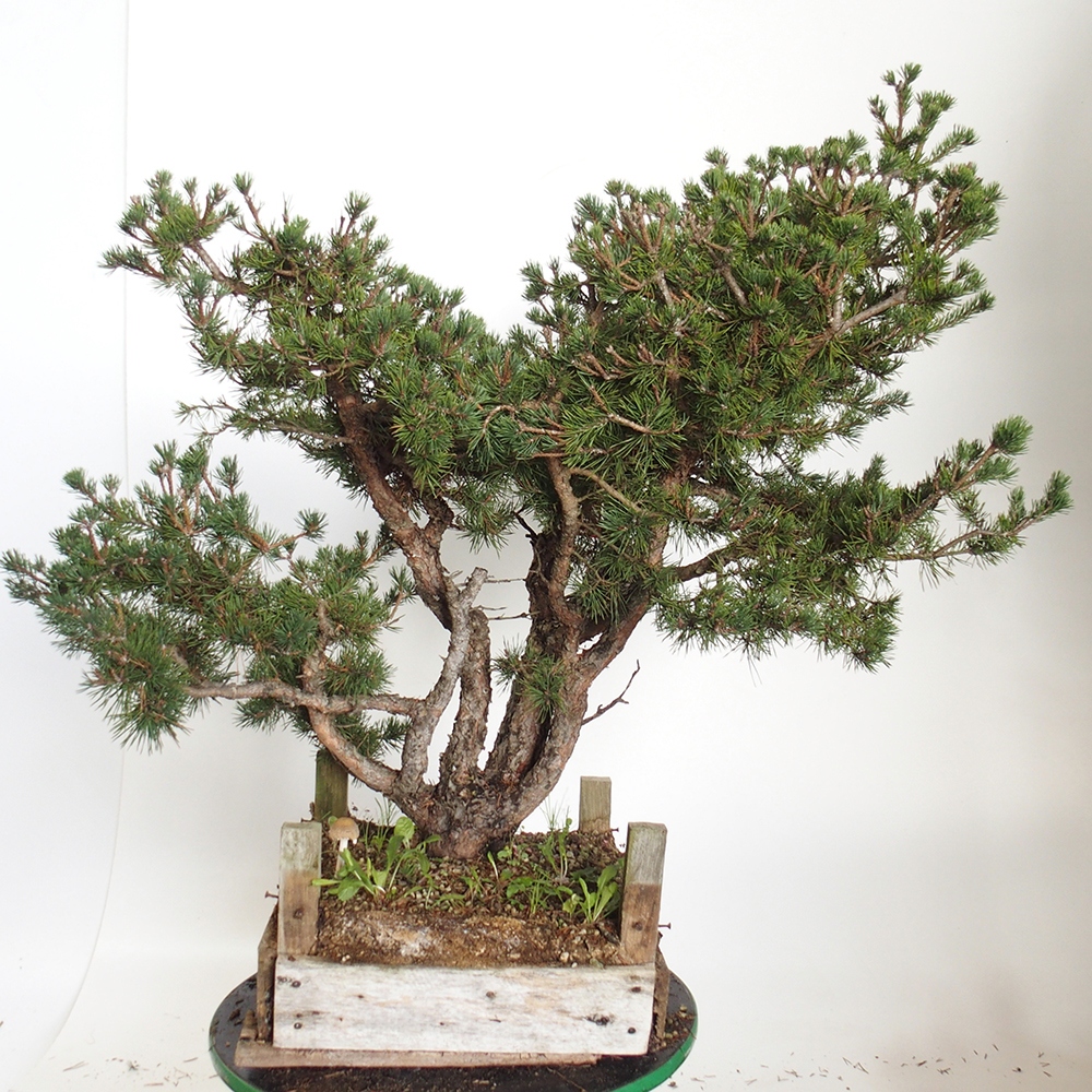 Yamadori - Pinus sylvestris Spanien