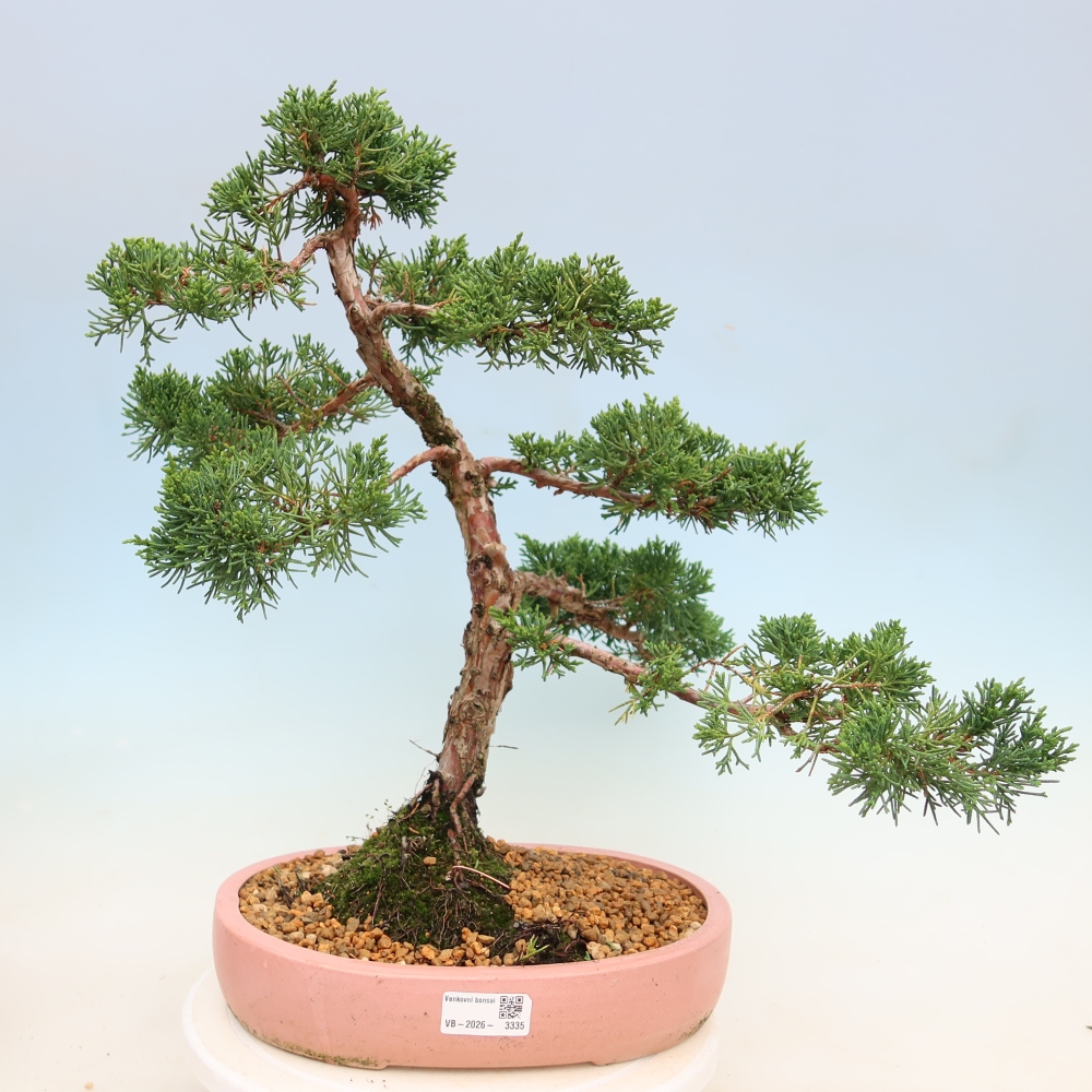 Bonsai für draußen - Juniperus chinensis Kishu