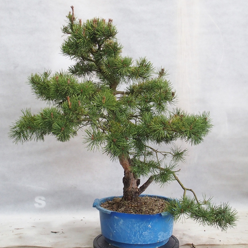 Yamadori - Pinus sylvestris 
