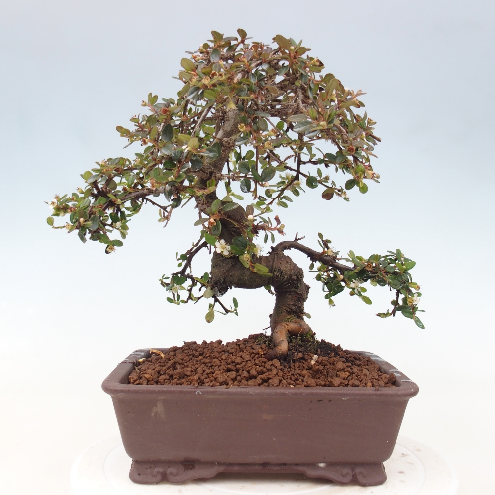 Freiland-Bonsai-Cotoneaster dammeri - Damer's Rock