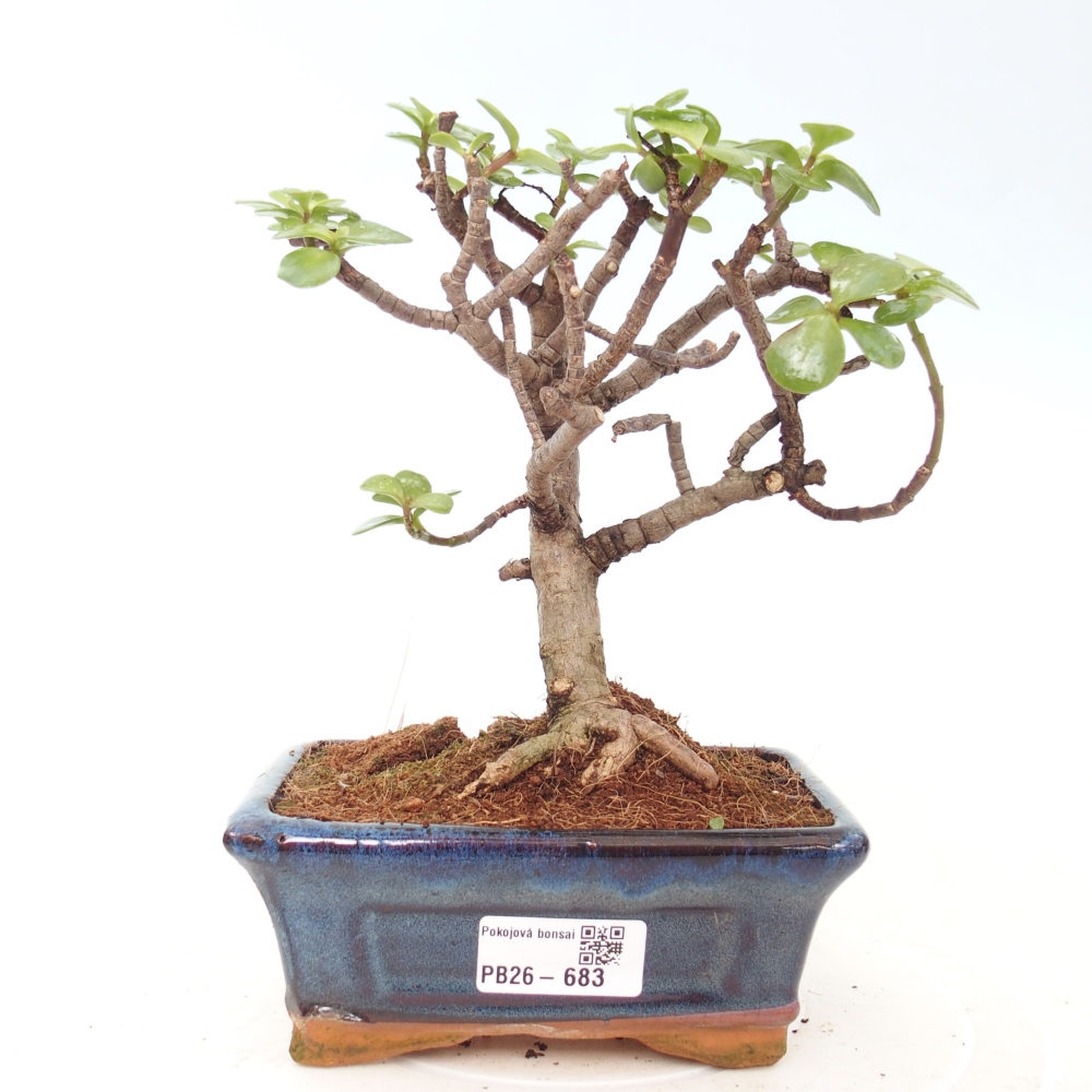 Zimmer Bonsai - Portulakaria Afra - Tlustice