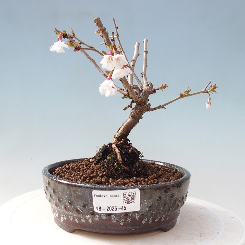 Bonsai im Freien - Prunus incisa Kojou-no mai-Pflaume geschnitten