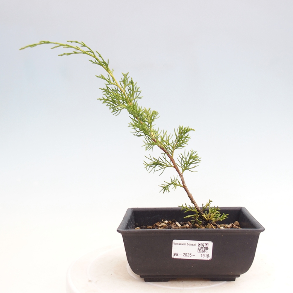 Outdoor bonsai - Juniperus chinensis Itoigawa - Chinese juniper