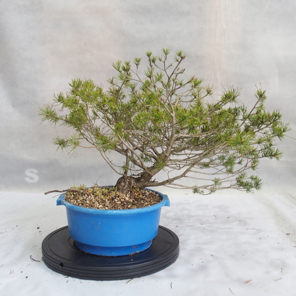 Yamadori - Pinus sylvestris 