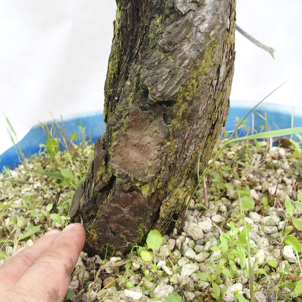 Yamadori - Pinus sylvestris 