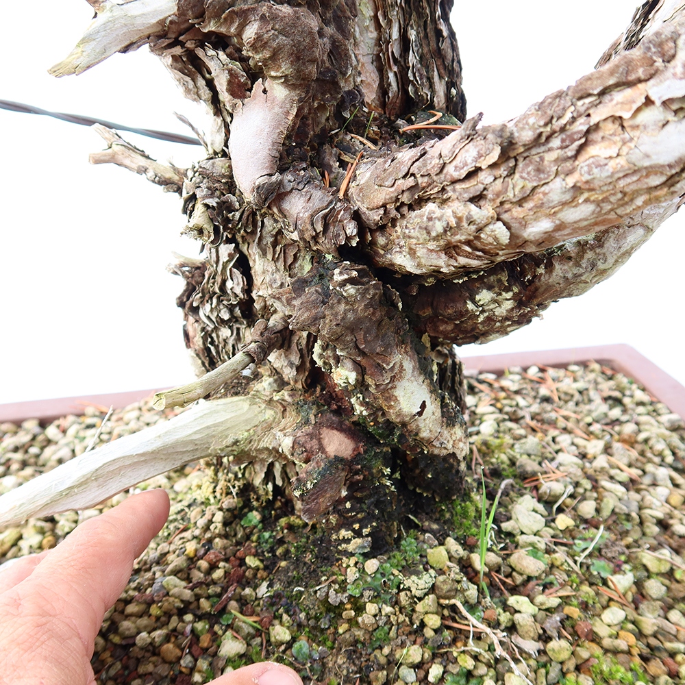Pinus sylvestris Spanien – Waldkiefer
