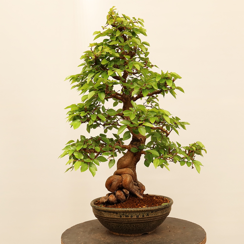 Bonsai im Freien - Carpinus Coreana - Koreanische Hainbuche