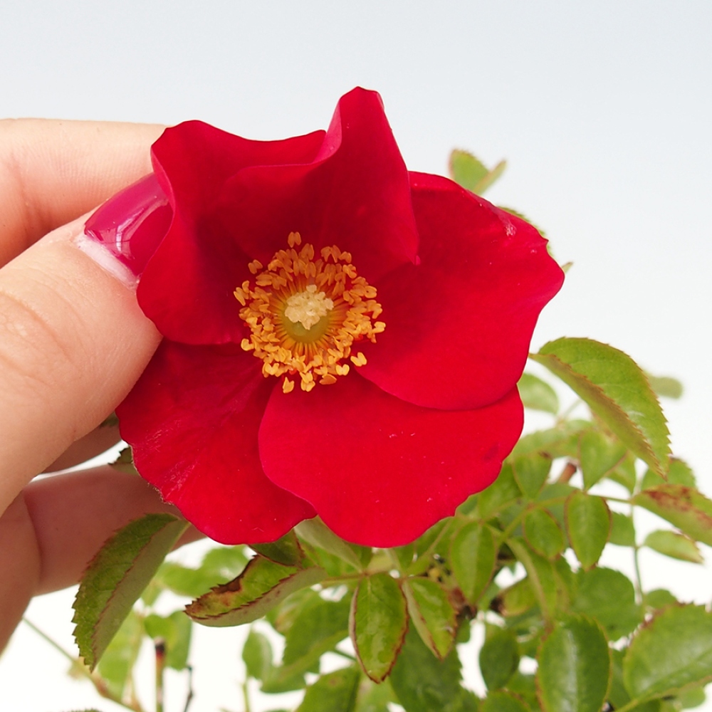 Freilandbonsai - Rosa Kordes -  Rose