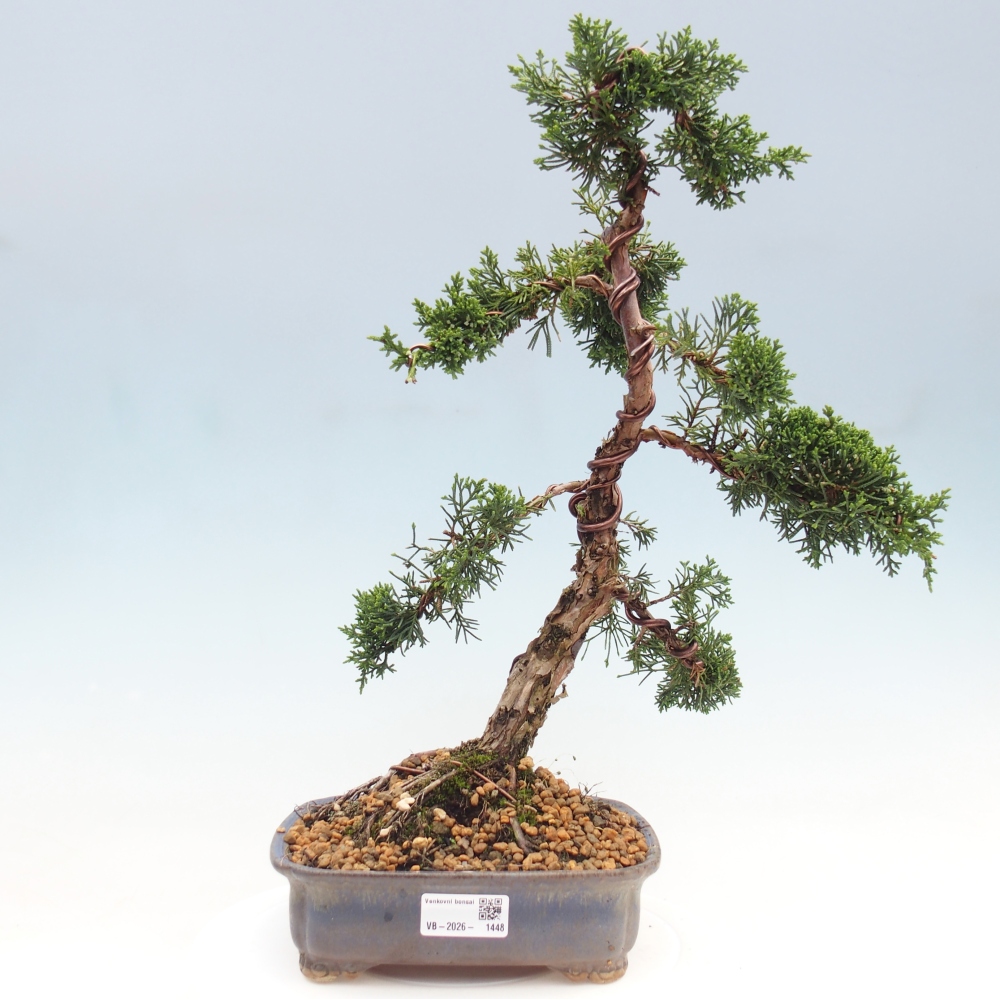 Bonsai für draußen - Juniperus chinensis Kishu