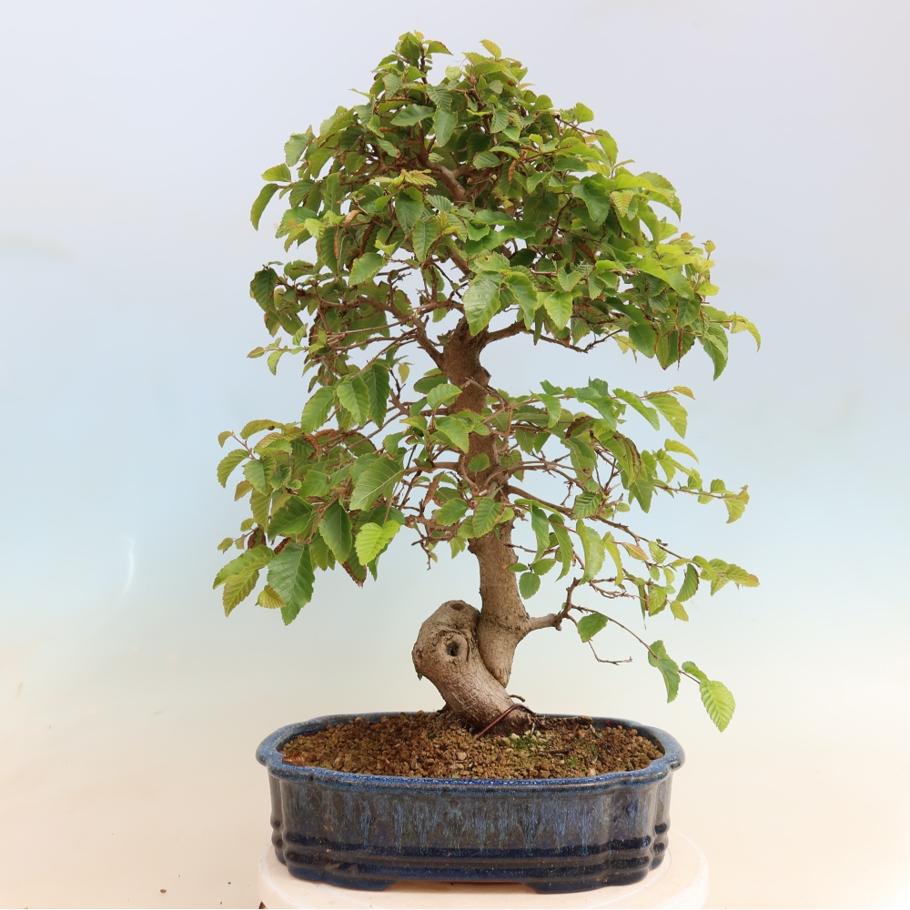 Bonsai für draußen -Carpinus CARPINOIDES - Koreanische Hainbuche