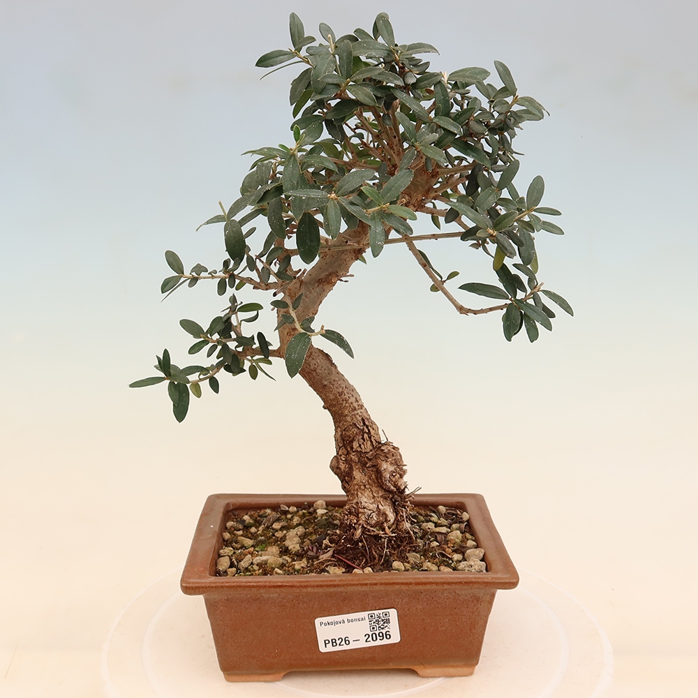 Zimmerbonsai - Olea europaea sylvestris