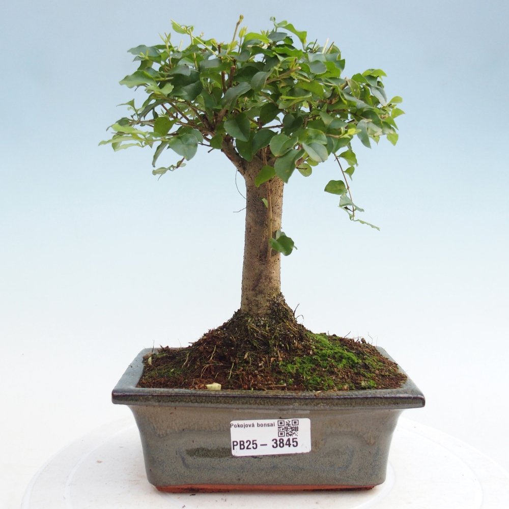 Zimmer Bonsai -Ligustrum chinensis - Vogelschnabel