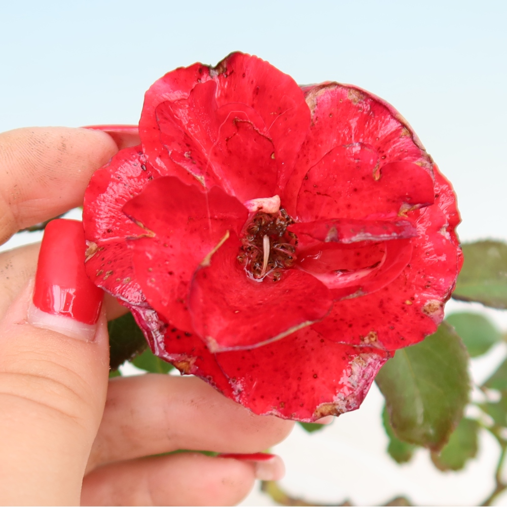 Bonsai für draußen - Rosa Kordes - Rose