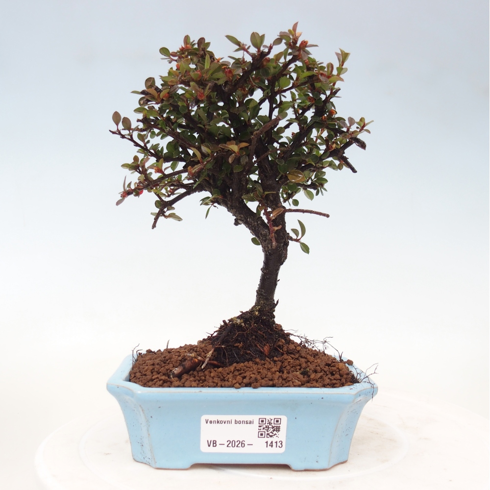 Bonsai für draußen - Cotoneaster horizontalis - Rocky Mountain