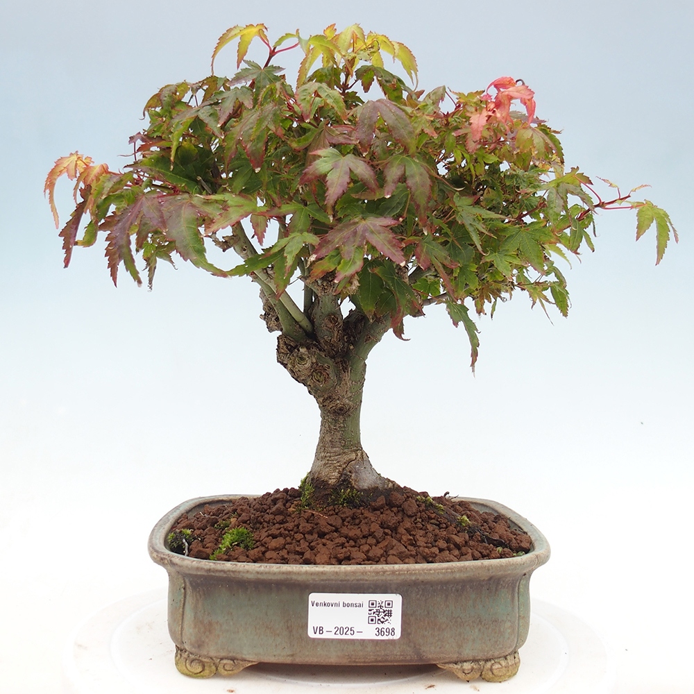 Acer palmatum KIOHIME - Palmetto-Ahorn