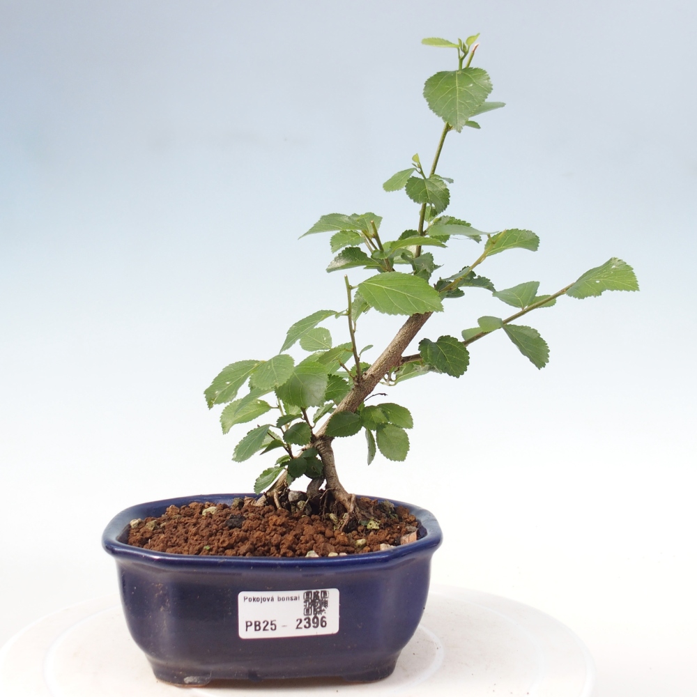 Zimmerbonsai - Grewia occidentalis - Lavendelstern