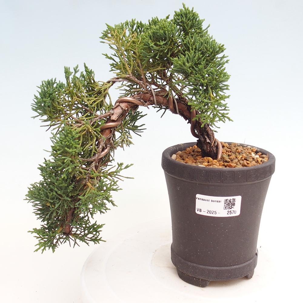 Bonsai im Freien - Juniperus chinensis Kishu - Chinesischer Wacholder