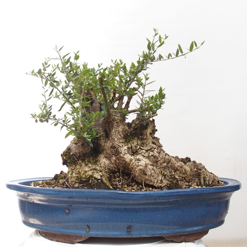 Indoor-Bonsai - Olea europaea sylvestris - Europäisches kleinblättriges Olivenöl