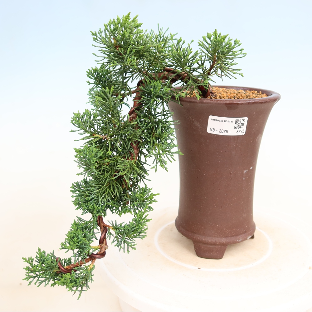 Bonsai für draußen - Juniperus chinensis Kishu