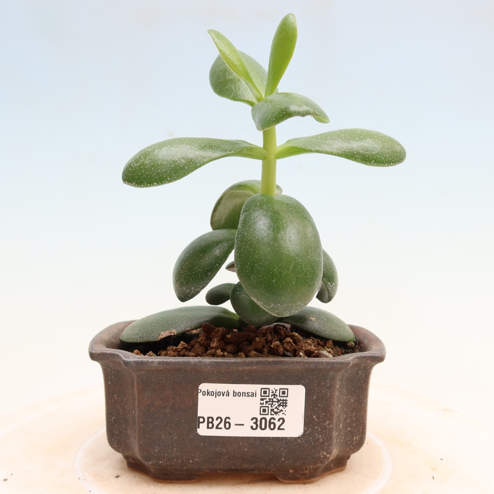 Zimmerbonsai – Eiförmige Dickblattpflanze – Crassula ovata