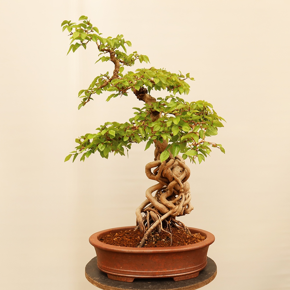 Bonsai im Freien - Carpinus Coreana - Koreanische Hainbuche